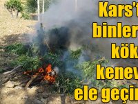 Kars’ta kök kenevir ele geçirildi