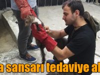 Kars’ta kaya sansarı tedaviye alındı