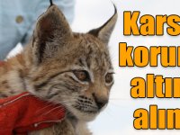 Bitkin halde bulunan yavru vaşak Kars'ta koruma altına alındı