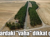 Doğa sararınca raylardaki "vaha" dikkati çekti