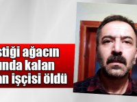 Kars'ta kestiği ağacın altında kalan orman işçisi öldü