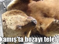 Sarıkamış'ta bozayı telef oldu