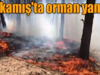 Sarıkamış'ta orman yangını