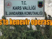 Kars’ta kenevir operasyonu