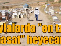 Yaylalarda "en tatlı hasat" heyecanı