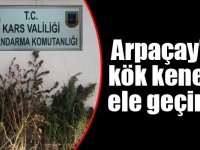 Arpaçay’da kök kenevir ele geçirildi