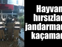 Hayvan hırsızları jandarmadan kaçamadı!
