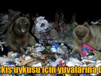 "Göçmen boz ayılar" kış uykusu için yuvalarına döndü