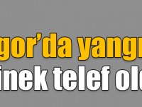 Digor’da yangın: 3 inek telef oldu
