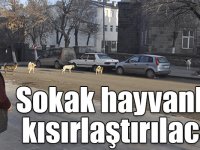 Kars’ta sokak hayvanları kısırlaştırılacak!
