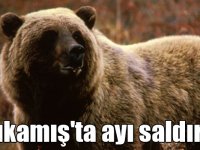 Sarıkamış'ta ayı saldırısına uğrayan kişi yaralandı