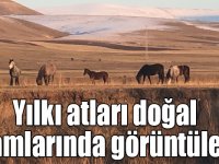 Kars'ta yılkı atları doğal ortamlarında görüntülendi