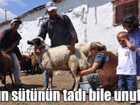 Koyun sütünün tadı bile unutuldu