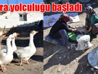 Kışın vazgeçilmez lezzeti kaz etinin sofralara yolculuğu başladı