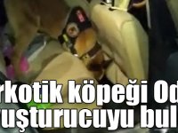 Narkotik köpeği Odin, uyuşturucuyu buldu
