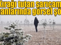 Kırağı tutan sarıçam ormanlarında görsel şölen