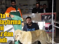 Kars’ta kısırlaştırma işlemi Susuz’dan başladı