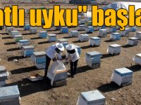 Kışın çetin geçtiği Kars'ta arıların "tatlı uykusu" başladı