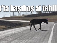 Kars'ta başıboş at tehlikesi