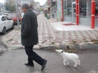 Yavru kuzuya evlerinde bebek gibi bakıyorlar