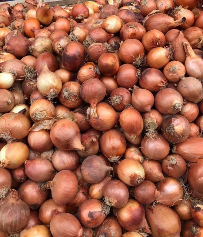 Bangladeş’te karakolda soğan satışı başlıyor