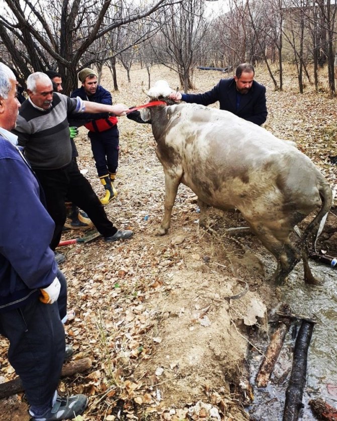 Su dolu kuyuya düşen ineği itfaiye kurtardı