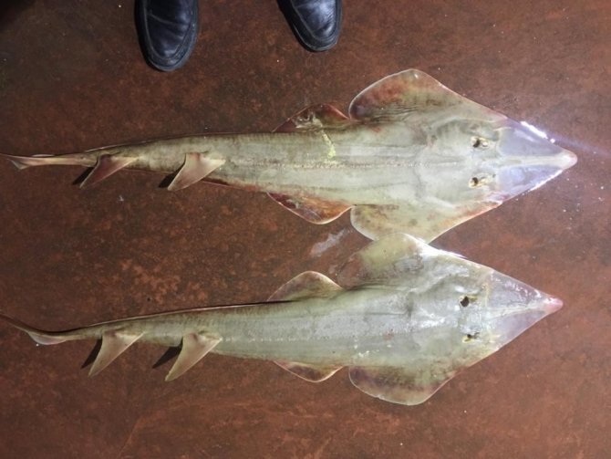 Prof. Dr. Gökoğlu: "Saban balığının nesli tehlike altında"