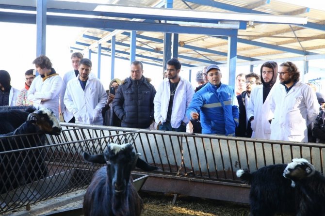 Genç veteriner hekimlerden Sakız koyunu çiftliğine ziyaret