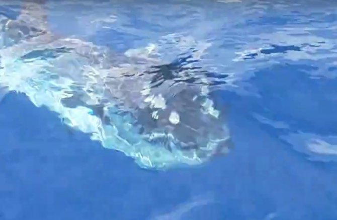 Antalya Körfezi’nde ‘ay balığı’ şaşkınlığı