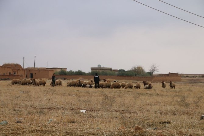 Tel Abyad’da hayvancılık faaliyetleri yeniden başladı