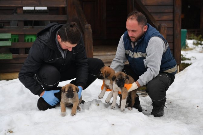 Uludağ’da yavru köpekler donmaktan kurtarıldı