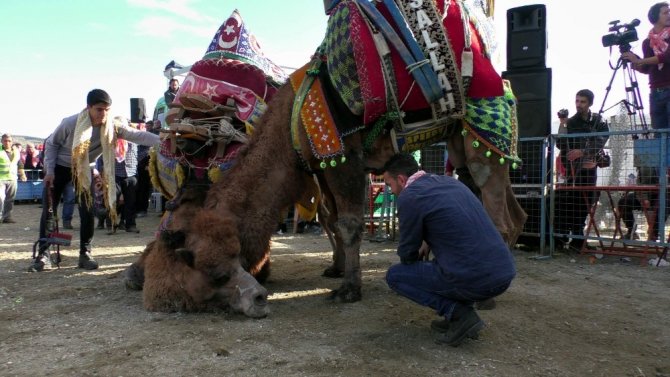Pehlivan develer kozlarını Buharkent arenasında paylaştı