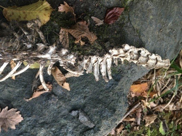 1,5 metre uzunluğunda, 2 ayaklı hayvan iskeleti ‘Su Samuru’na ait çıktı