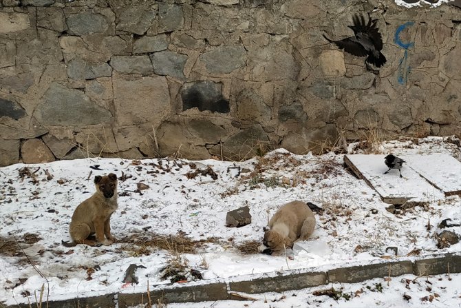 Doğu Anadolu'da gece en düşük sıcaklık Ardahan'da ölçüldü