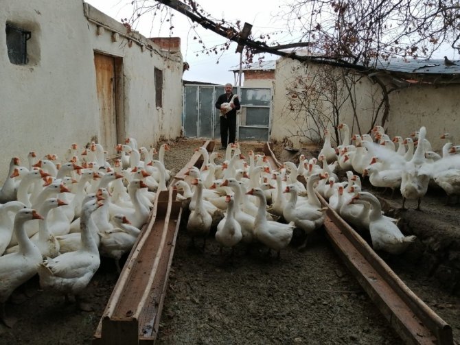 Emekli oldu Kaz yetiştirmeye başladı