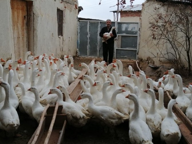 Emekli oldu Kaz yetiştirmeye başladı