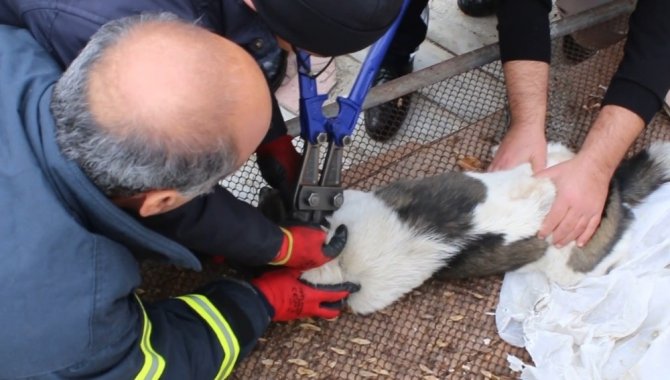 Boğazı zincire dolanan köpeğin imdadına itfaiye yetişti