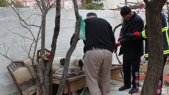Boğazı zincire dolanan köpeğin imdadına itfaiye yetişti