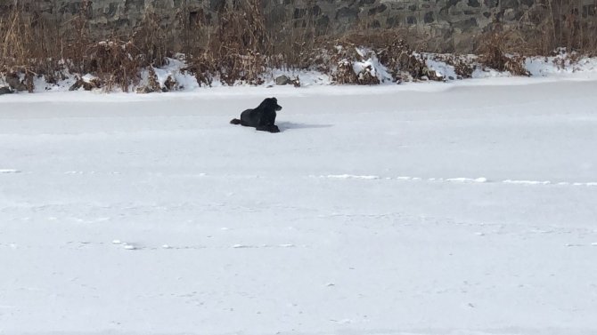 Kars Çayı’nda mahsur kalan köpek kurtarıldı