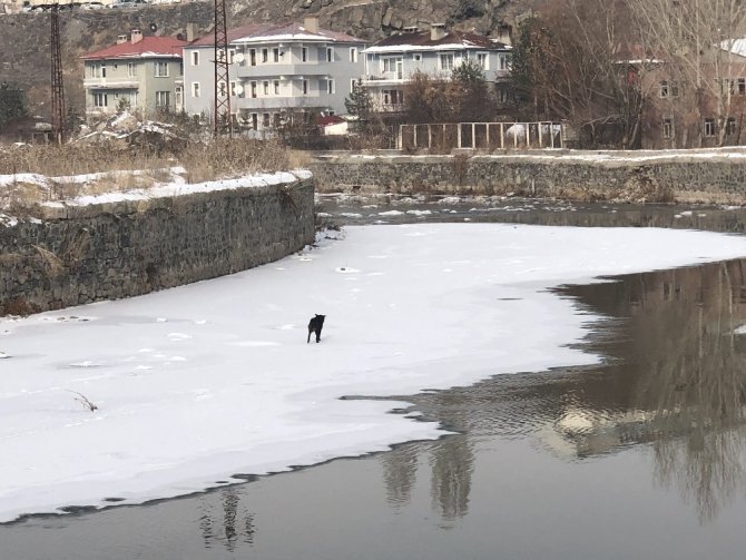 Kars Çayı’nda mahsur kalan köpek kurtarıldı