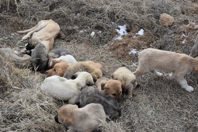 Aksaray’da yavru köpekler soğukta ölüme terk edildi