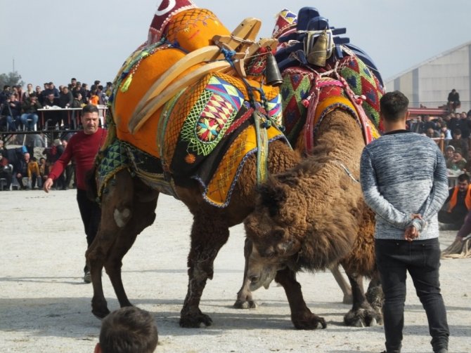Burhaniye’de deve güreşlerini 15 bin kişi izledi