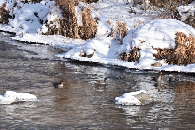 Dondurucu soğuğa rağmen su kuşları göç etmedi