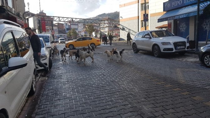 Devrek Te Kopek Cetesi Kol Geziyor