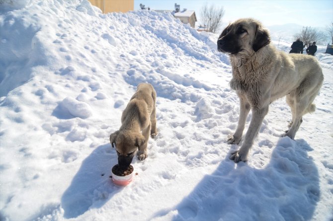 Çetin kışın yaşandığı Ovacık'ta aç kalan sokak hayvanlarına şefkat eli