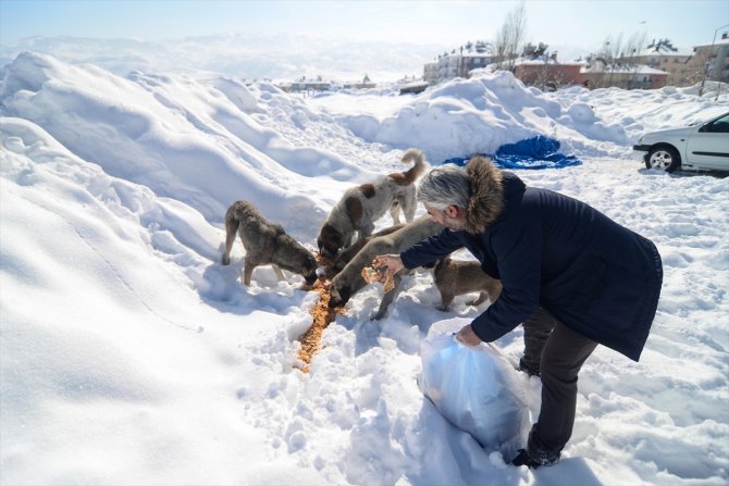 Çetin kışın yaşandığı Ovacık'ta aç kalan sokak hayvanlarına şefkat eli