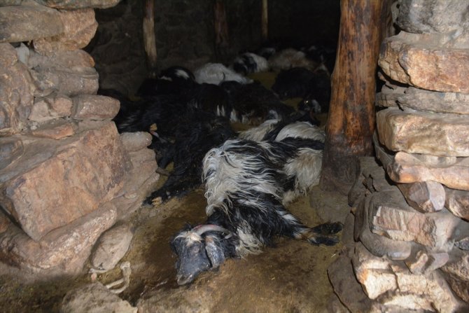 Bitlis'te ahırda unutulan mum nedeniyle çıkan yangında 70 hayvan telef oldu