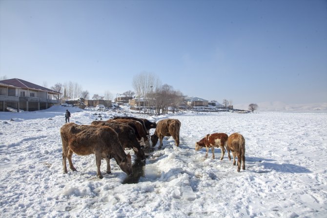 Bitlis'te besiciler, yüzeyi donan gölde buzu kırıp hayvanlara su içiriyor