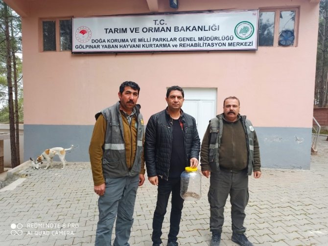 Saman balyalarının arasından Engerek Yılanı çıktı