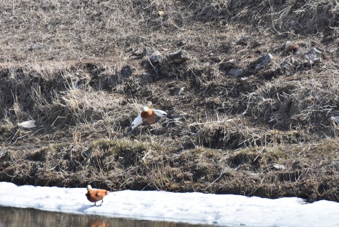 Buzlar çözülünce göçmen kuşlar Kars'a dönmeye başladı